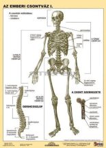Az emberi csontváz  FIXI-tanulói munkalap 