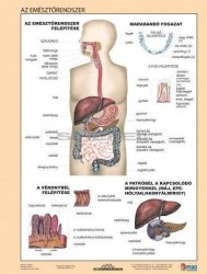 Az emésztőrendszer  FIXI-tanulói munkalap 