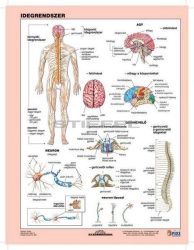 Az idegrendszer  FIXI-tanulói munkalap 