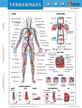 A vérkeringés  FIXI-tanulói munkalap 