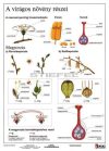 A virágos növény részei + munkaoldal  FIXI-tanulói munkalap 