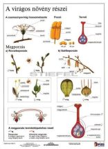   A virágos növény részei + munkaoldal  FIXI-tanulói munkalap 