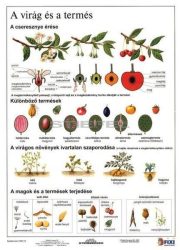   A virág és a termés + munkaoldal FIXI-tanulói munkalap 